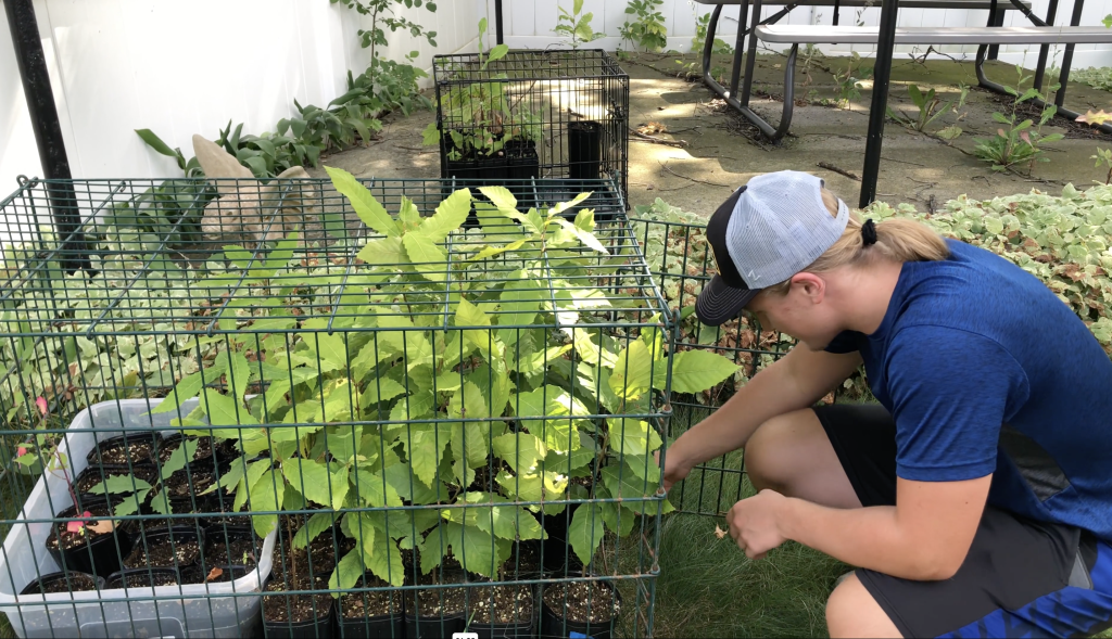 Alexander Timm cares for his Chesnut tree seedlings. Photo courtesy of Alexander Timm.