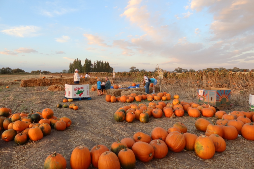 The pumpkin patch on opening day.