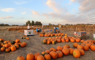 The Pumpkin Patch on Opening Day