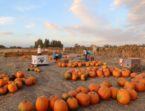 Cultivating Fall Fun: Sugar-Salem FFA Puts on a Pumpkin Patch