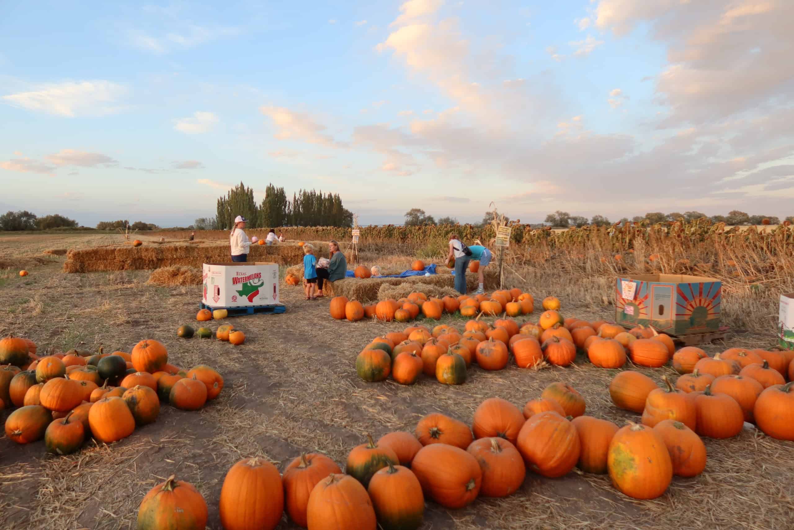 The Pumpkin Patch on Opening Day