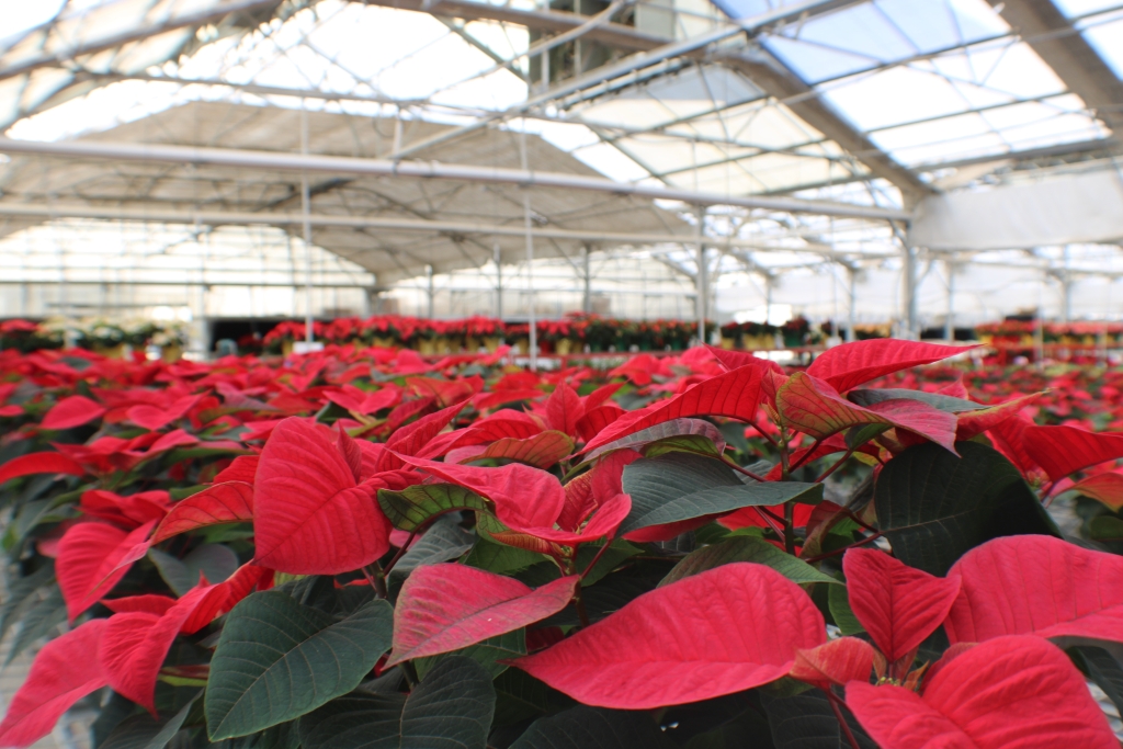 Duarte Nursery poinsettias.