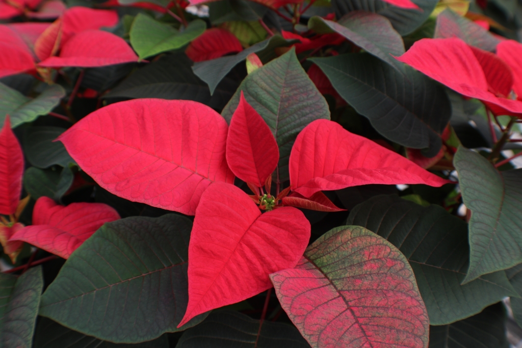 Poinsettia in the Duarte Nursery.