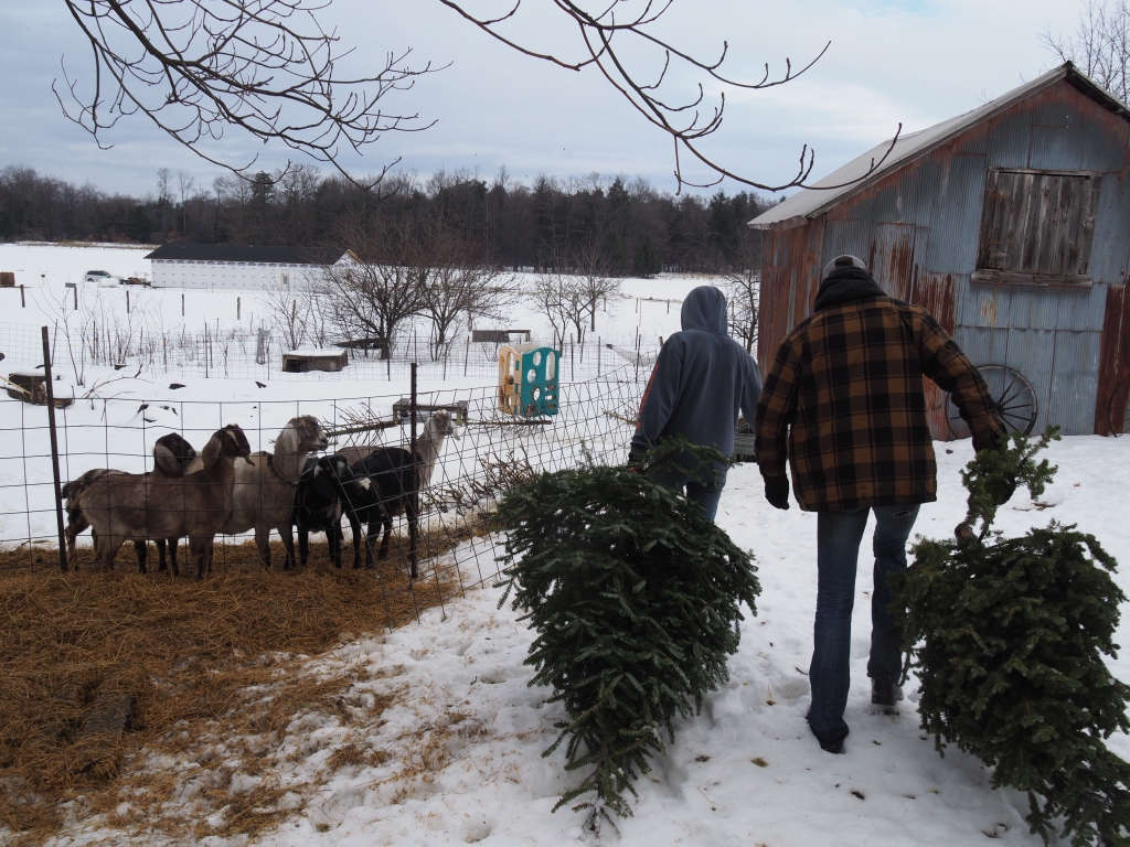 Montague FFA members recycle their community's Christmas trees by donating them to local farms to feed their goats.