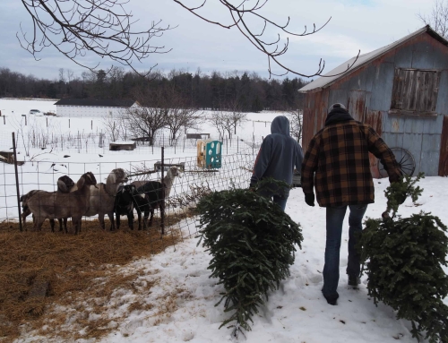 Montague FFA Gives to Feed Goats