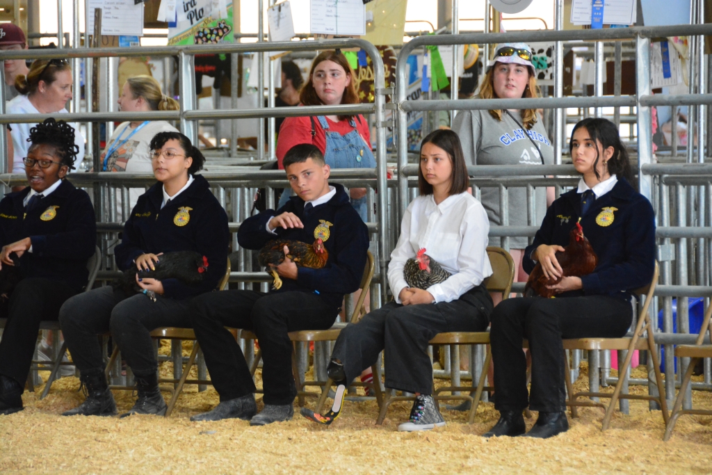 Members of the Oakleaf FFA poultry show team prepare to be judged.