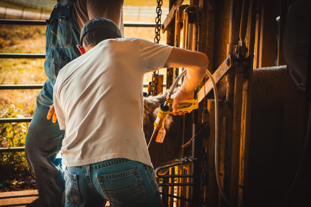 One team member applies an oral dewormer with a drench gun.