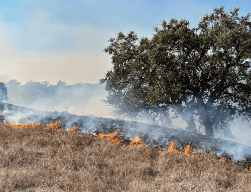 California Wildfires Burn Away Agriculture