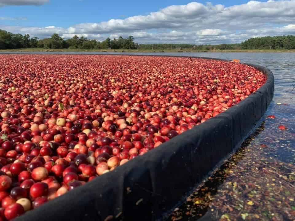 A cranberry bog at A D Makepeace Co. in Wareham, Mass., harvesting the state fruit of Massachusetts. Photo by the Massachusetts Department of Agricultural Resources.