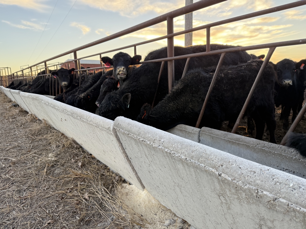 Local cattle enjoy their grain while producers wait in uncertainty about the industry’s future.