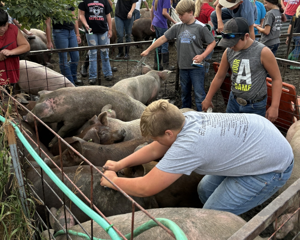 Pig Project participants learn how to wash their pigs.