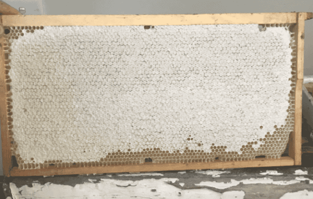 Bee Cappings 