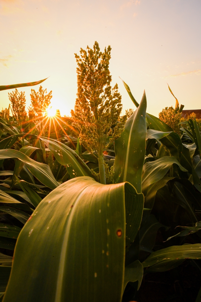 Sorghum Head