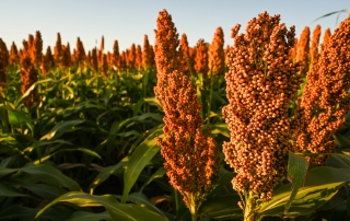 Sorghum field