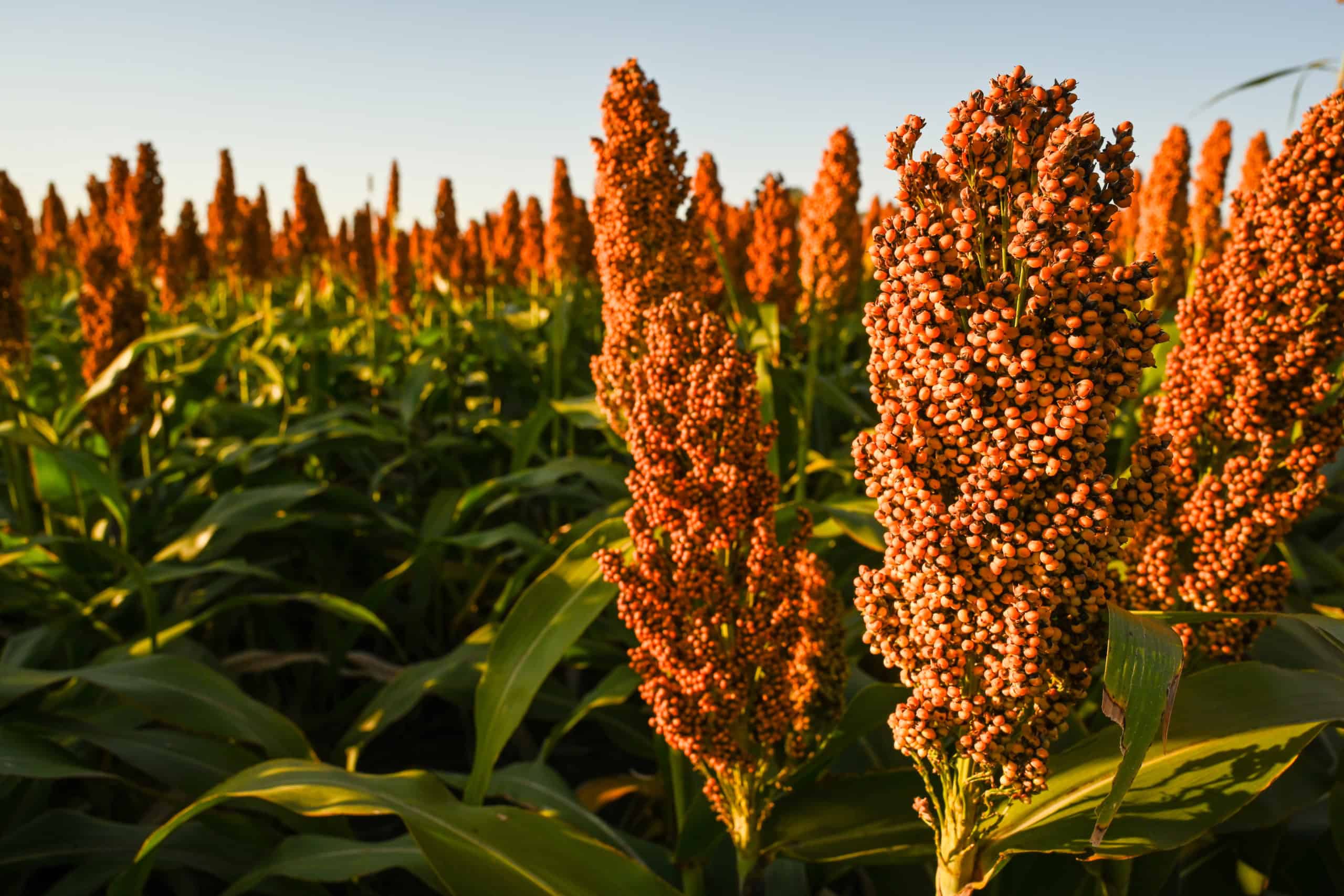 Sorghum field