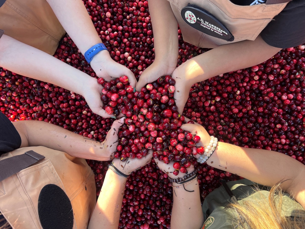 Massachusetts Agricultural Youth Council members hold cranberries in a local bog. Photo by the Massachusetts Department of Agricultural Resources.