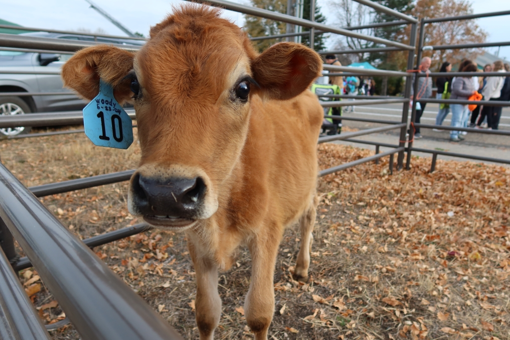 Carter Moore’s cow, Woody, at the petting zoo.