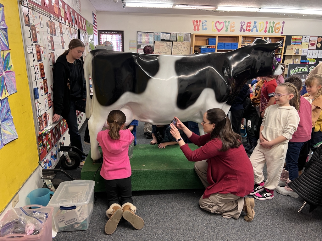 Students milk the Madison County Farm Bureau’s cow, Maggie.