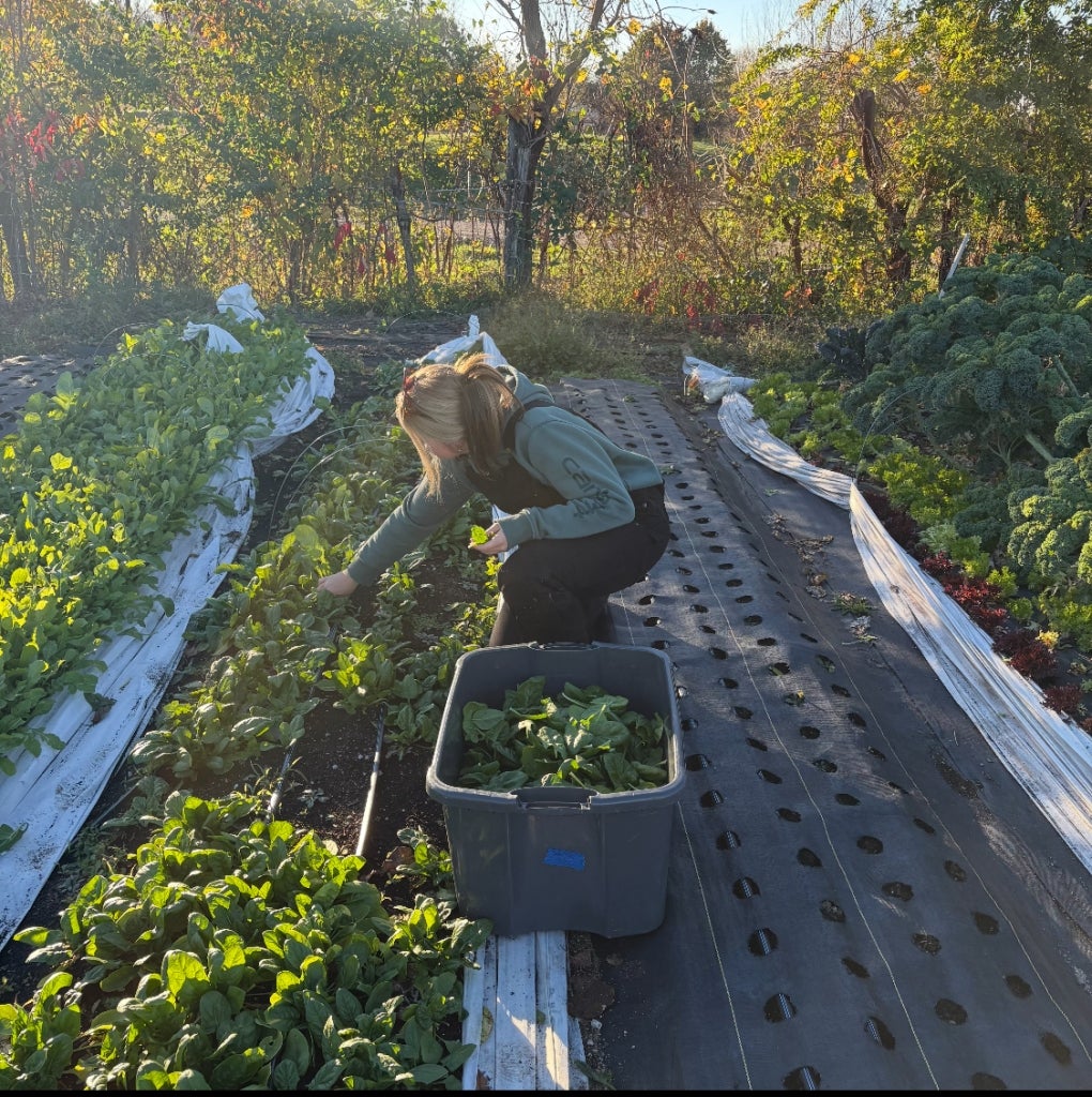 Katelyn Chapman picks spinach.