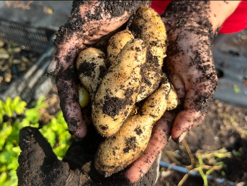 Potatoes harvested from the farm.