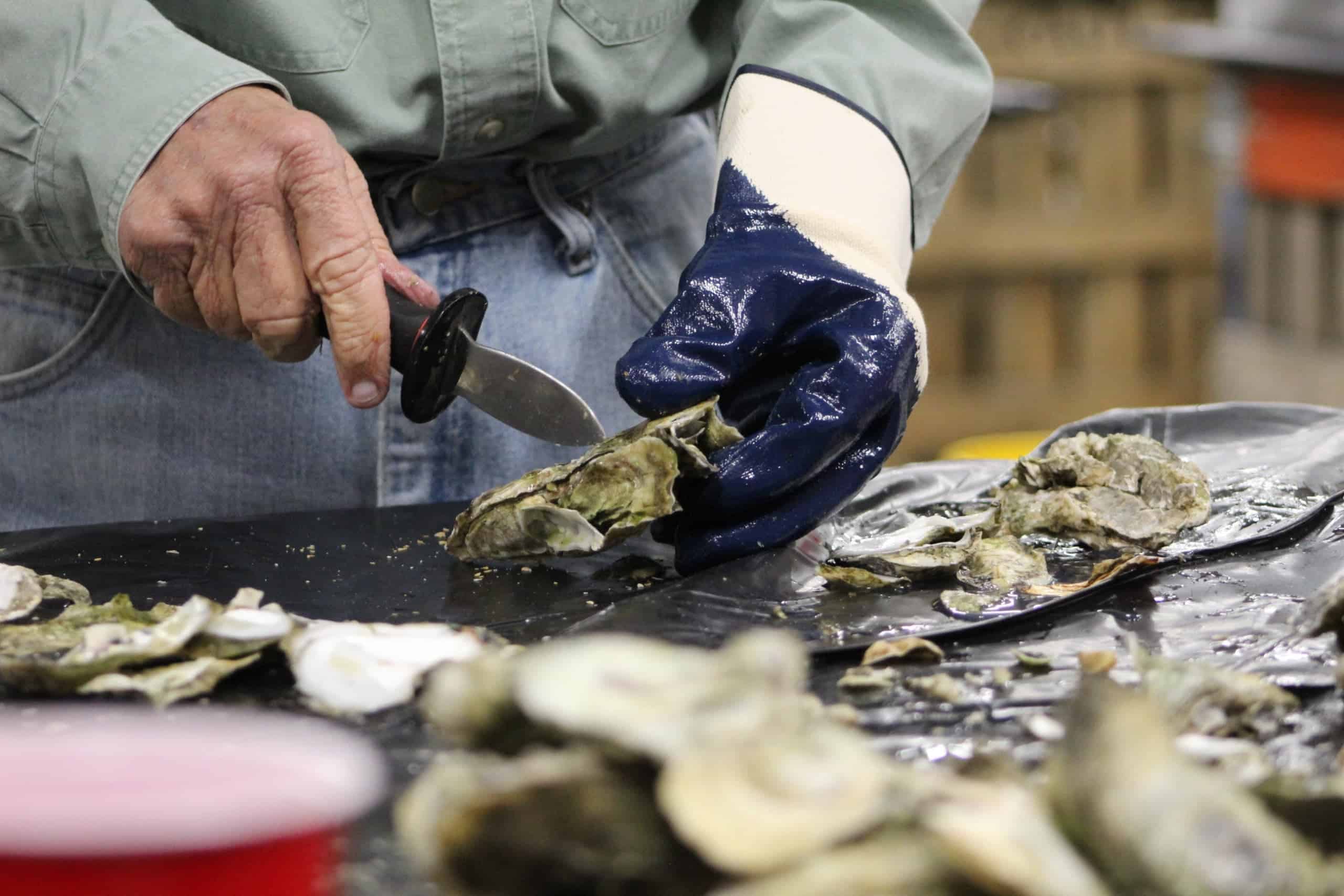 Oysters are "a staple of eastern North Carolina’s culinary heritage.”